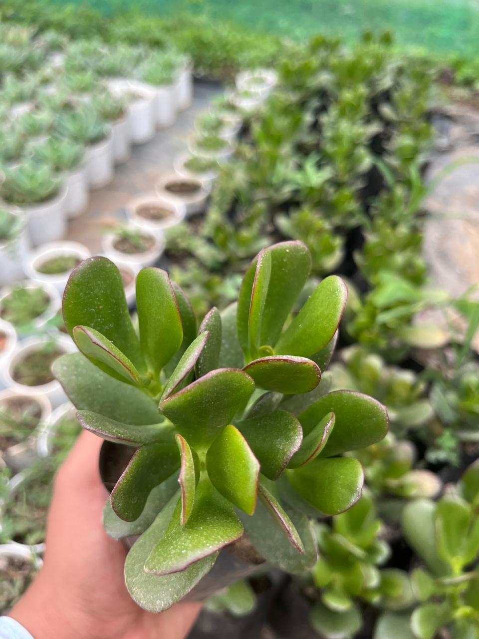 Pack of 4 - Beautiful Succulent Unique & Low-Maintenance Plants