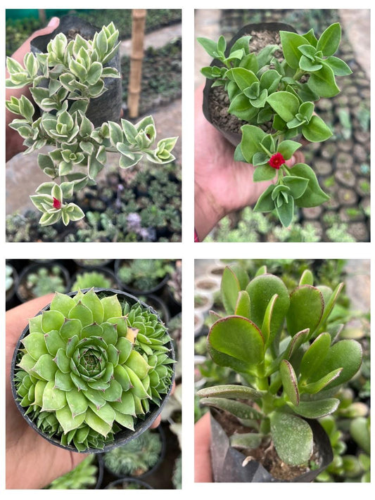 Pack of 4 - Beautiful Succulent Unique & Low-Maintenance Plants