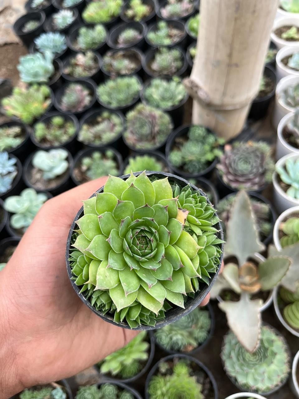 Pack of 4 - Beautiful Succulent Unique & Low-Maintenance Plants