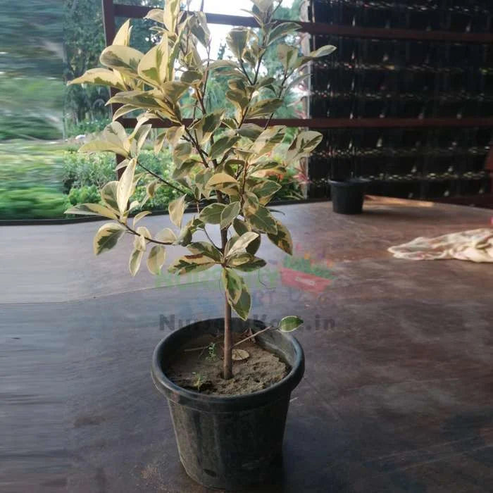 Yellow Panda Plant