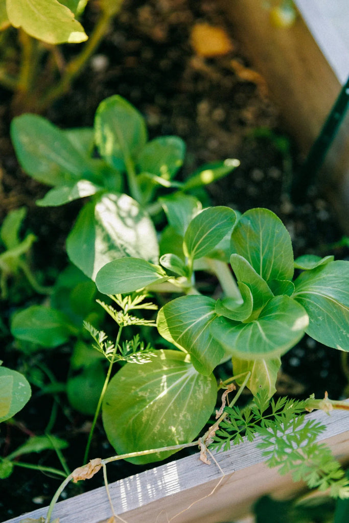 The Ultimate Guide to Buying Vegetable Plants Online: Your Path to a Thriving Garden