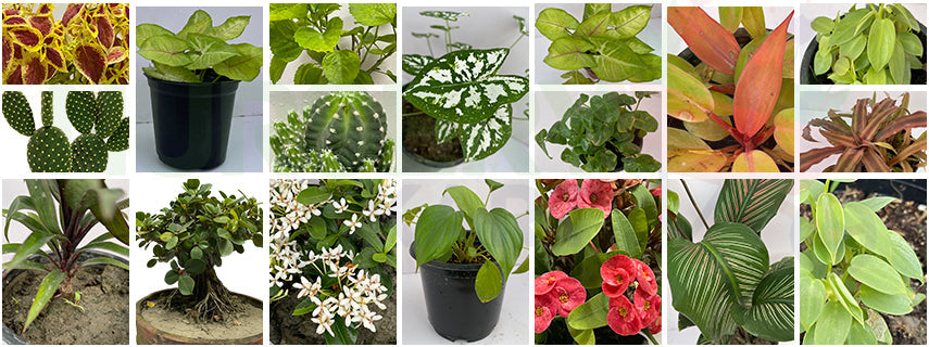 The Best Online Plants Website – Nursery Kart