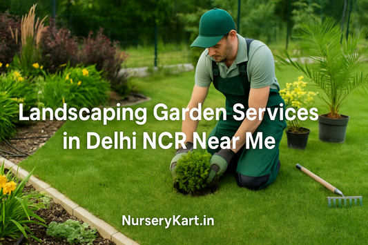 Landscaping Garden Services in Delhi NCR Near Me