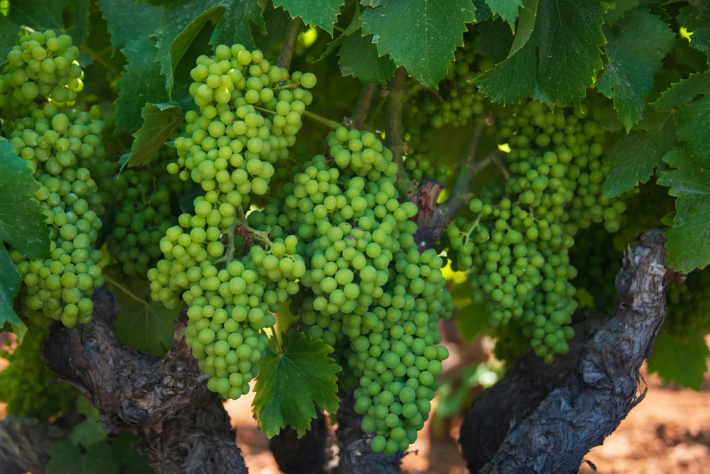 The Stages of Grape Growth and Tips for Successful Cultivation