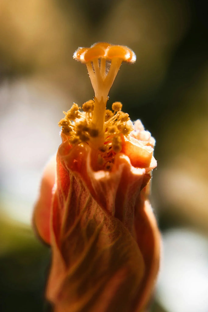 The Hibiscus Plant: A Guide to Care, Germination, and Sowing