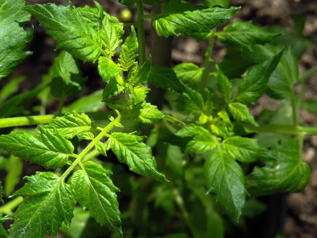 Green Thumbs Up: Mint Gardening in Recycled Bottles