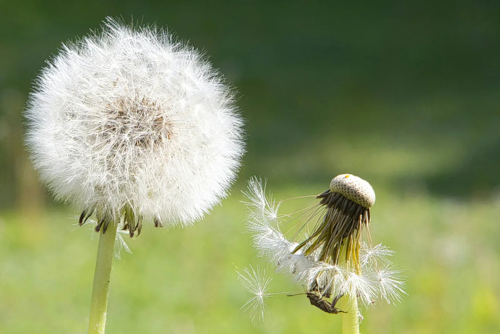 Understanding Plant Reproduction through Grafting