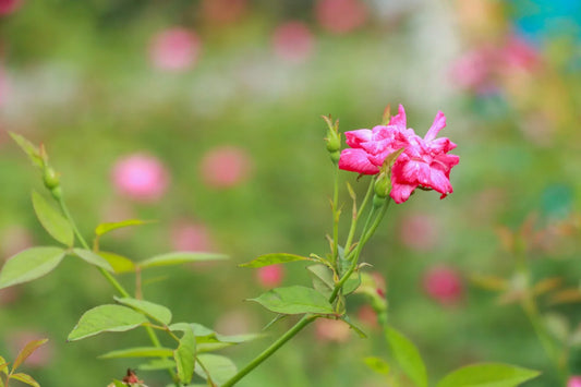 The Best Shrubs and Trees for a Stunning Landscape