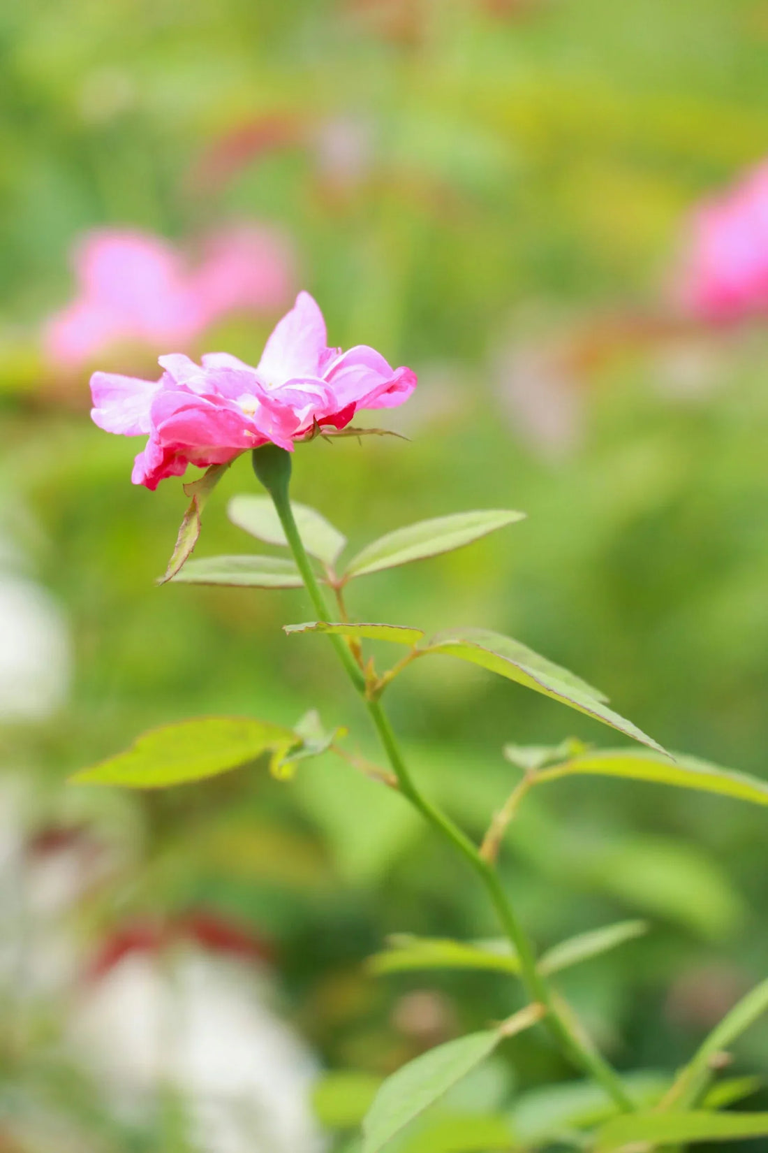 The Best Priced Online Plants: Enhance Your Space with Nature’s Beauty