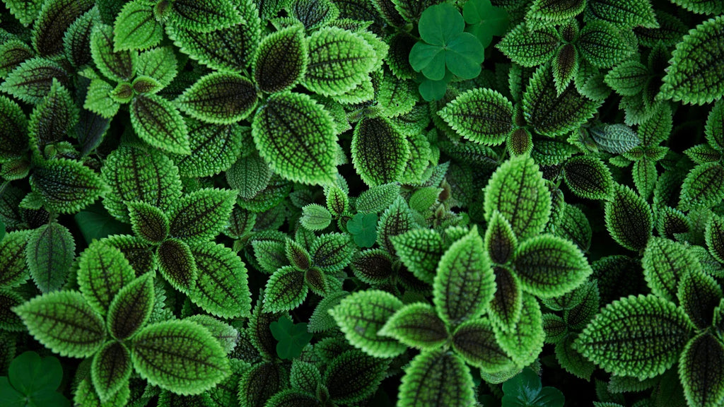 Winter Greenery: The Best Evergreen Plants for Your Garden