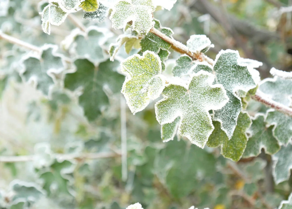 Embrace the Season: A Comprehensive Guide to Winter Flowering Plants