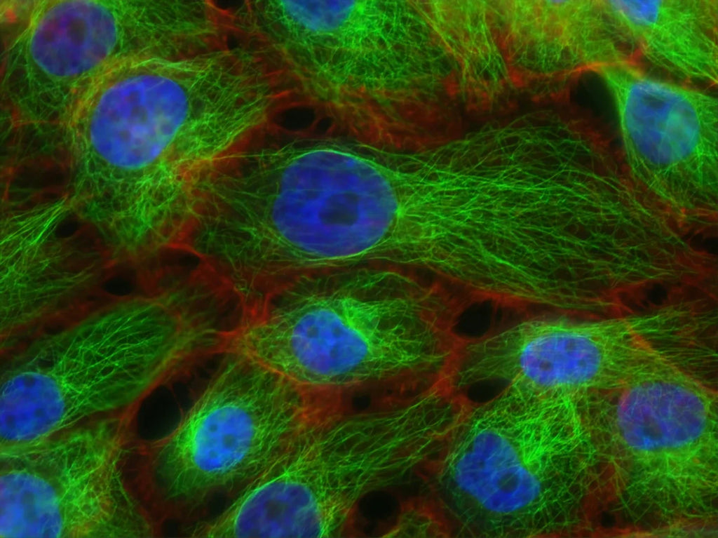 Understanding Plant Disease Genetics: Exploring the System and Structure