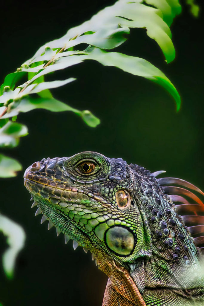 Best Plants to Keep Away Lizards and Create a Lizard-Free Home