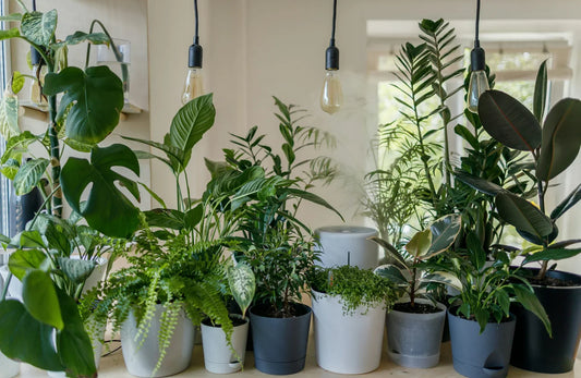 Best Indoor Plants for Low Light