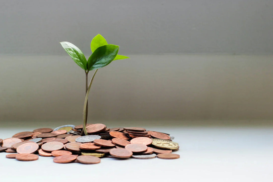 The Benefits of Money Plant: Aesthetic Appeal, Air Purification, and Easy Maintenance