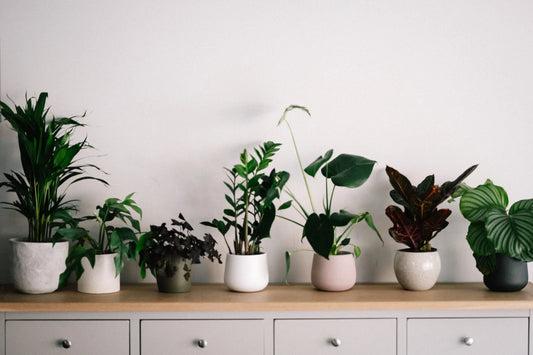 Indoor Plants Big Leaves
