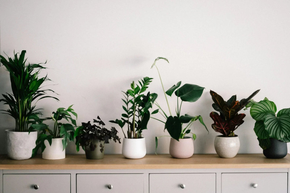Discover NASA’s Top Picks: The Best Plants for Your Home