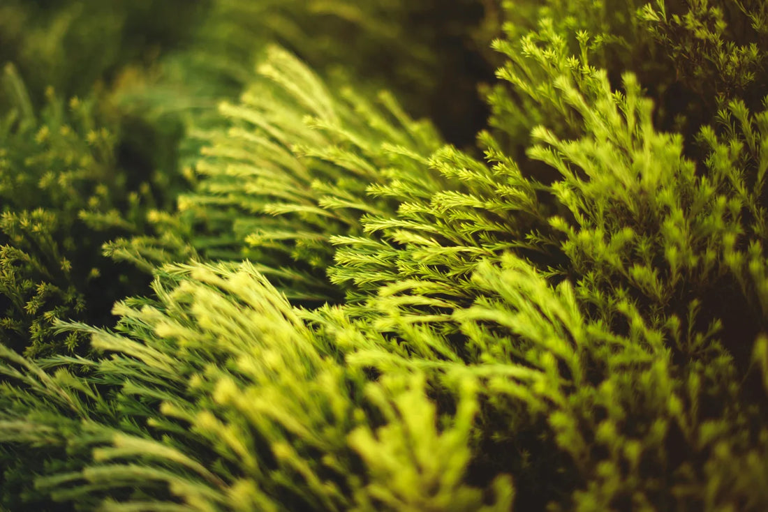 The Beauty and Benefits of Aquatic Plants for Your Home Aquarium