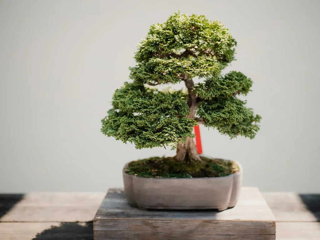 The Best Cold Weather Bonsai Plants: A Comprehensive Guide