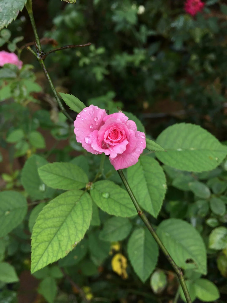 The Beauty and Elegance of the Rose Plant