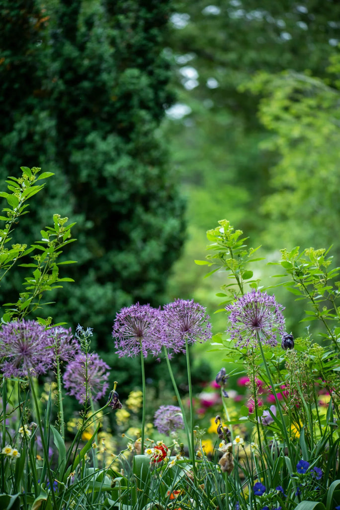 Top 10 Plants for Flower Beds: Enhance Your Garden with Natural Beauty