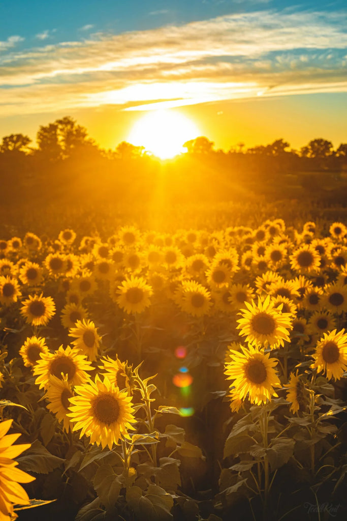 The Vibrant and Versatile Sunflower: Beauty, Growth, and Uses