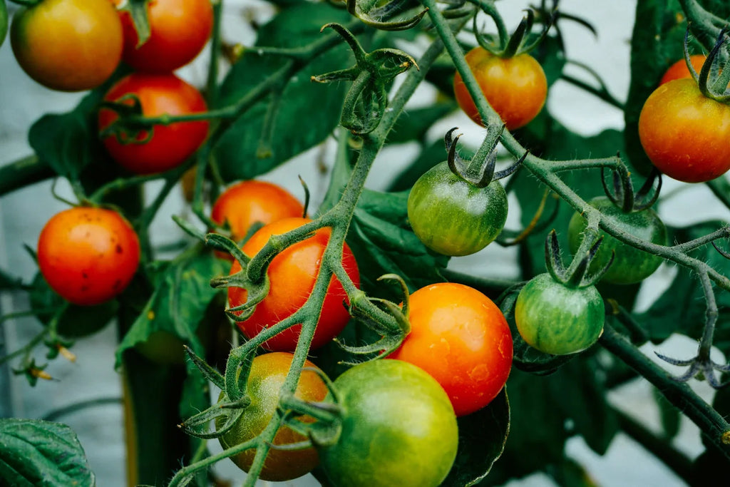 How to Grow a Tomato Plant in a Bucket