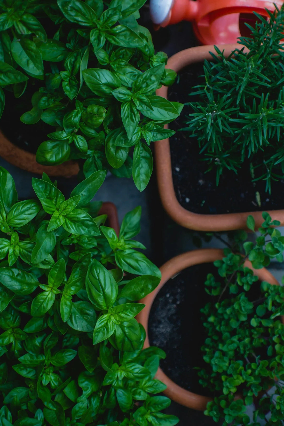 Top 10 Easy Indoor Herbs for a Green Thumb at Home