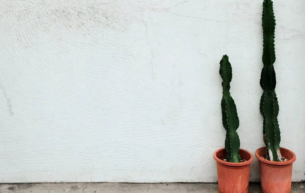 Cactus Plants Online: A Guide to Choosing the Perfect Indoor Greenery