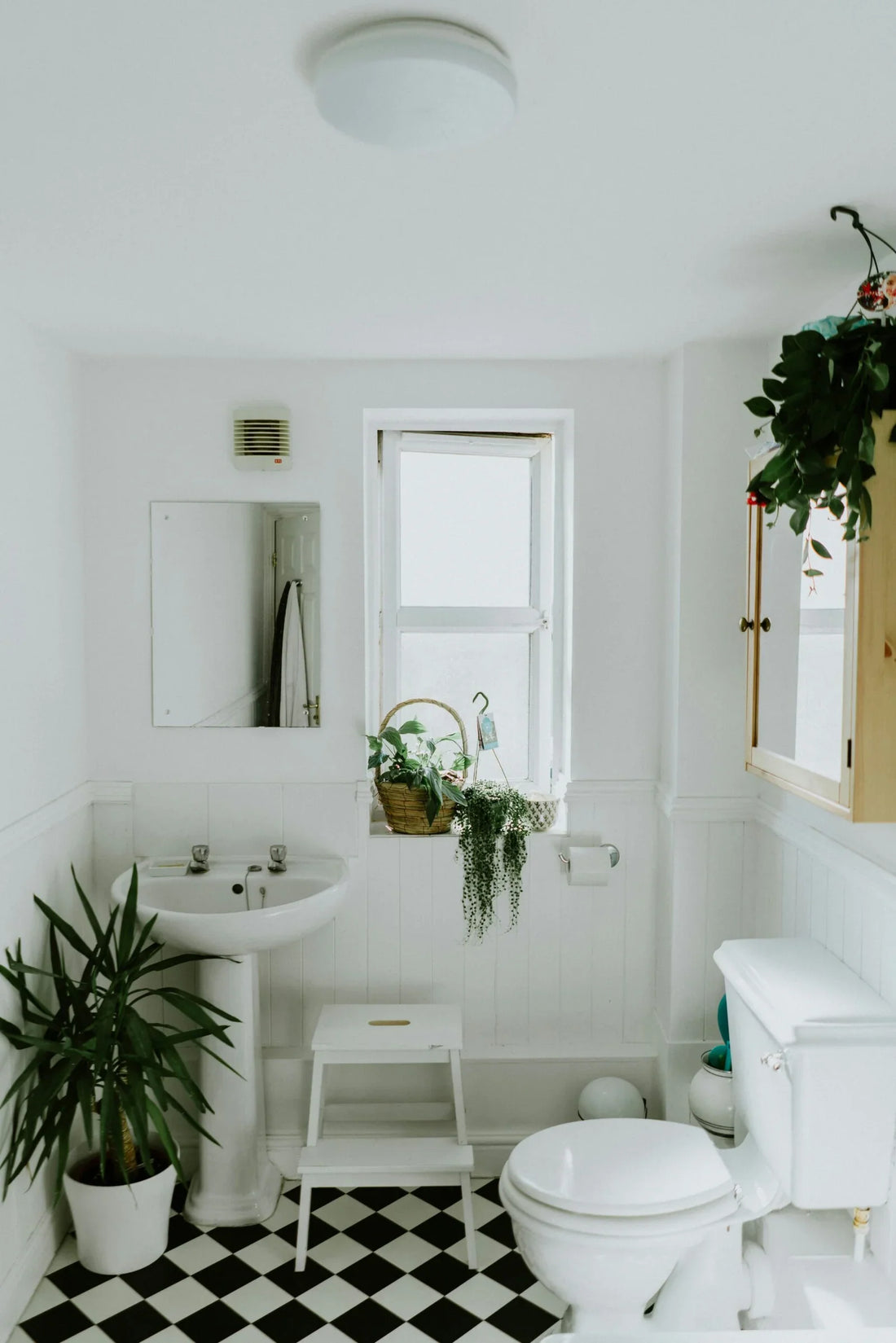 Top 10 Plants for the Bathroom: Bringing Nature Indoors