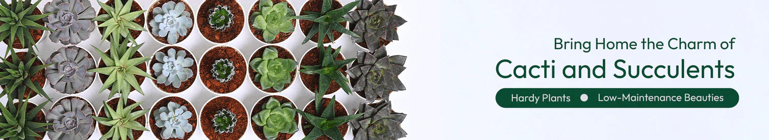 Succulent
