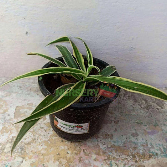 Spider Plant - Hawaiian - Chlorophytum comosum