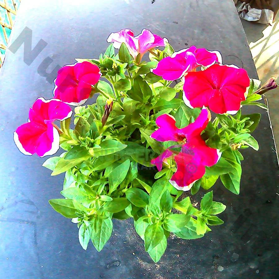 Petunia Plant, Red, Pink, White Flowers