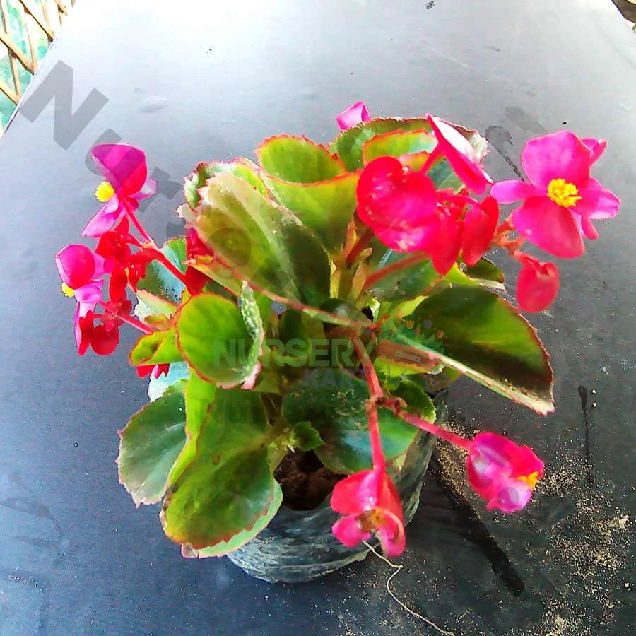 Begonia Flower Plant