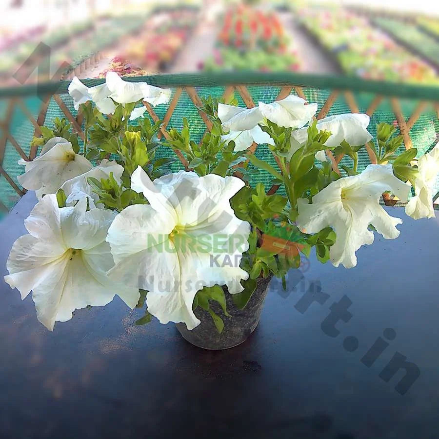 Petunia Plant, Red, Pink, White Flowers