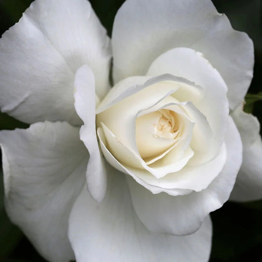 White Rose Grafted Live Plant