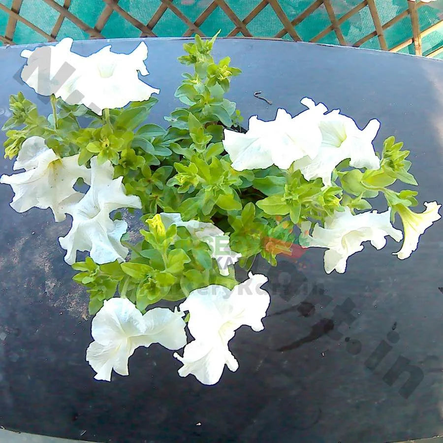 Petunia Plant, Red, Pink, White Flowers