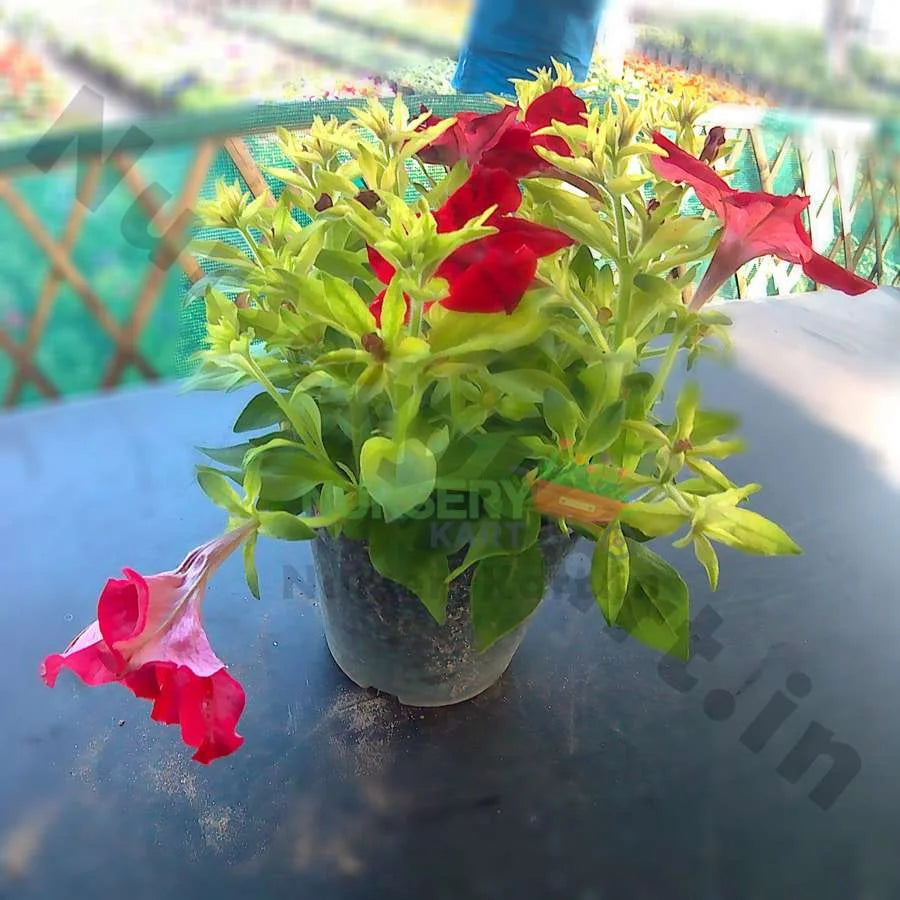 Petunia Plant, Red, Pink, White Flowers