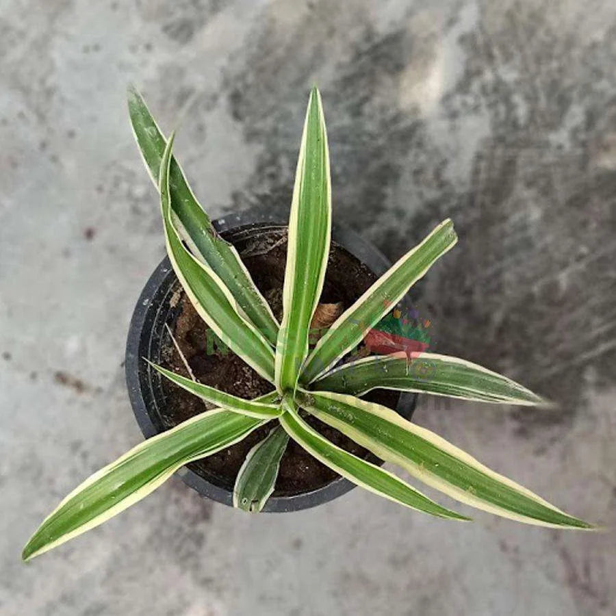 Spider Plant - Hawaiian - Chlorophytum comosum