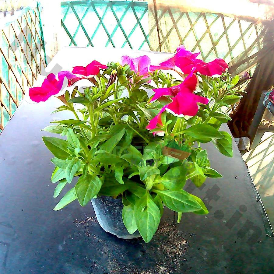 Petunia Plant, Red, Pink, White Flowers