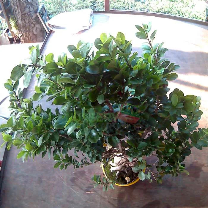 Chinese Bonsai Plant