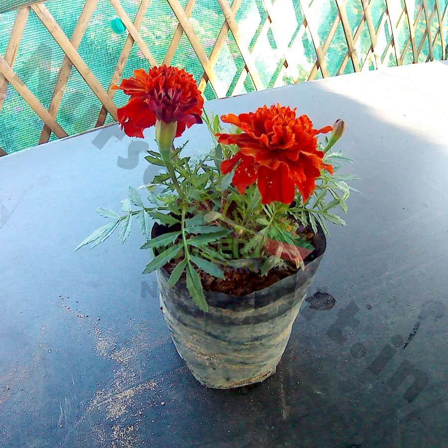 Jafri Plant - Marigold Plant