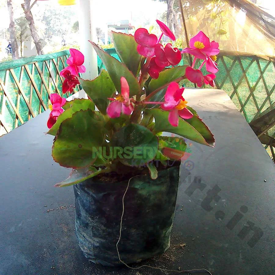 Begonia Flower Plant