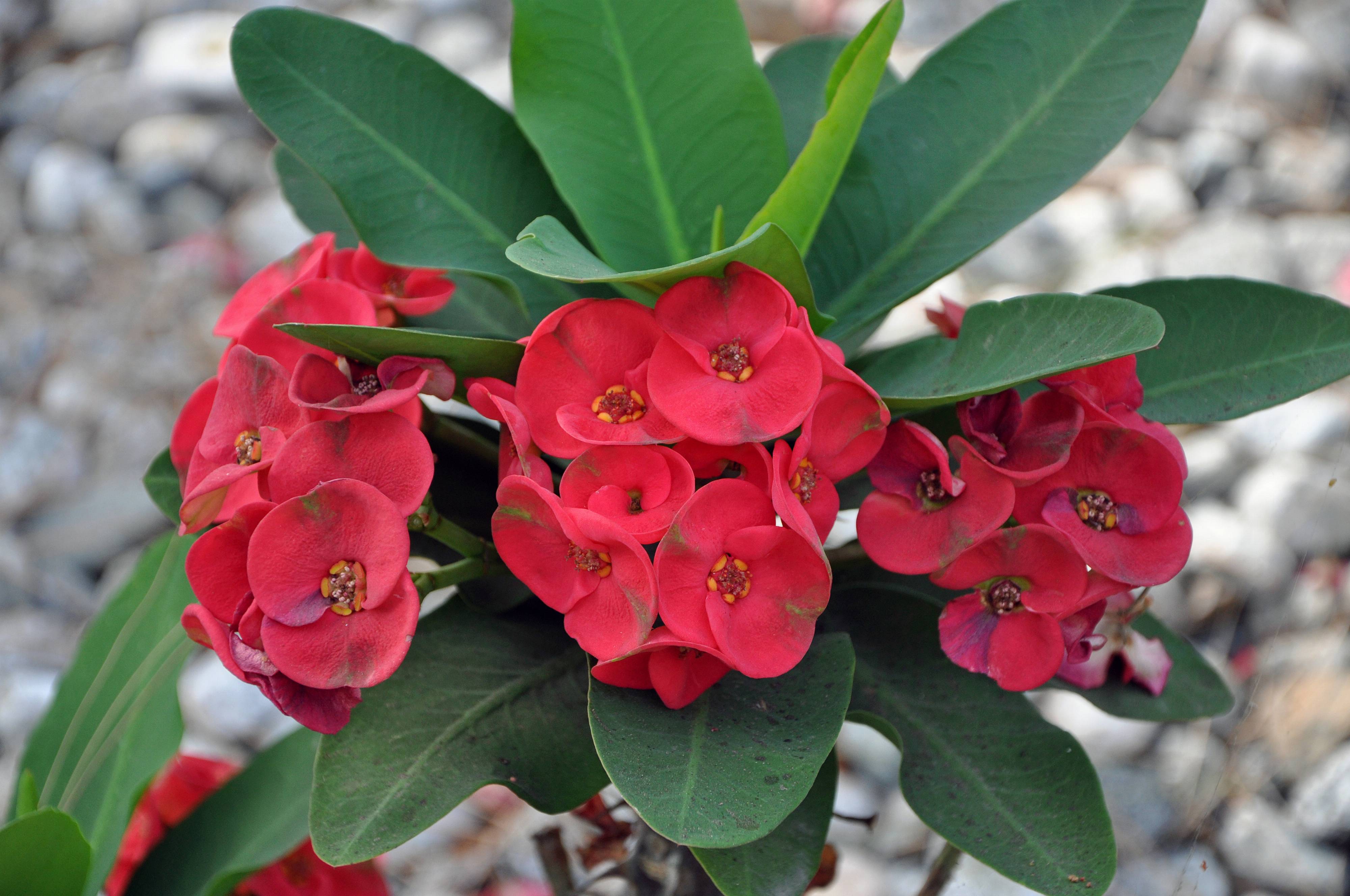 Crown of Thorns (Euphorbia Milii) Plant