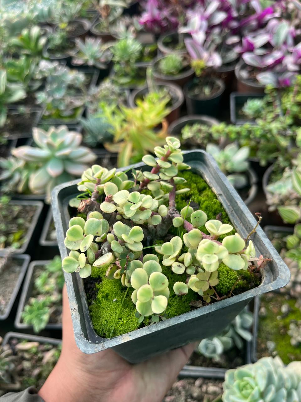 Pack of 4 - Premium Succulent Unique & Easy-Care Plants