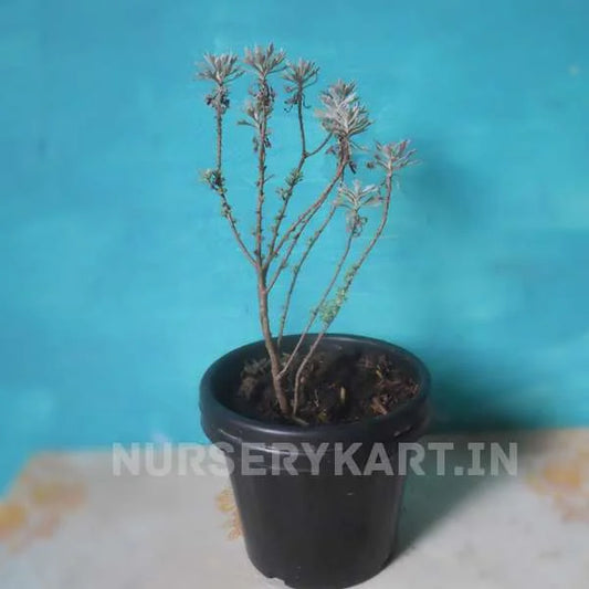 Lavender Plant