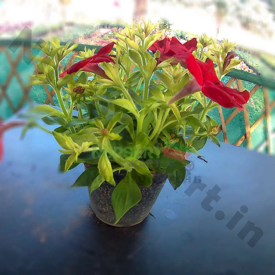 Petunia Plant, Red, Pink, White Flowers