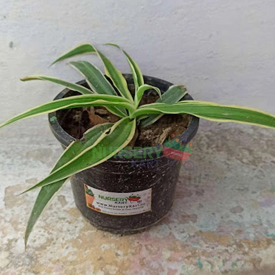 Spider Plant - Hawaiian - Chlorophytum comosum