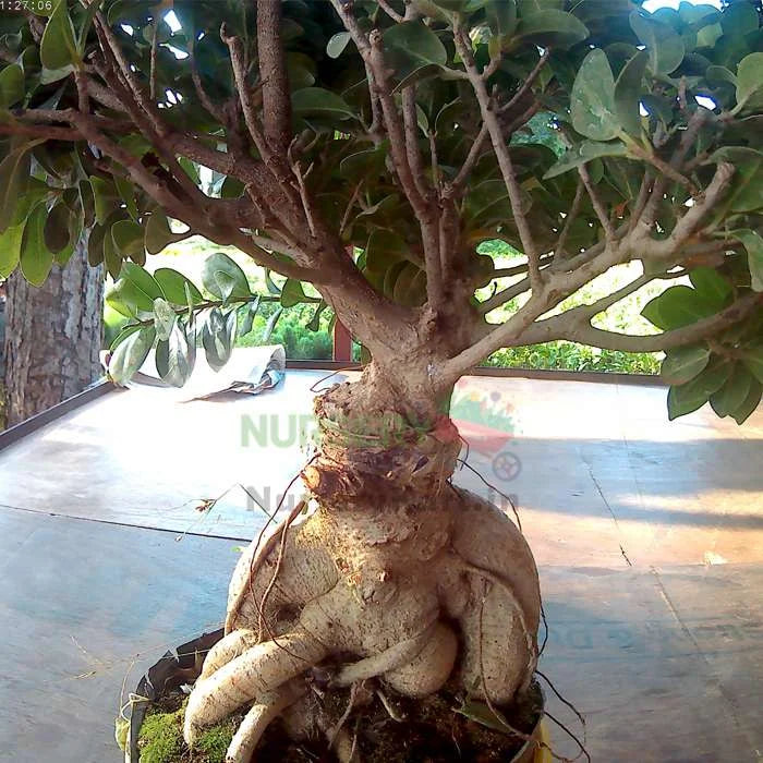 Chinese Bonsai Plant