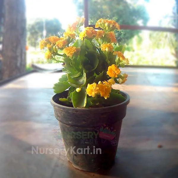 Kalanchoe Flower Plant (Widow's-thrill)